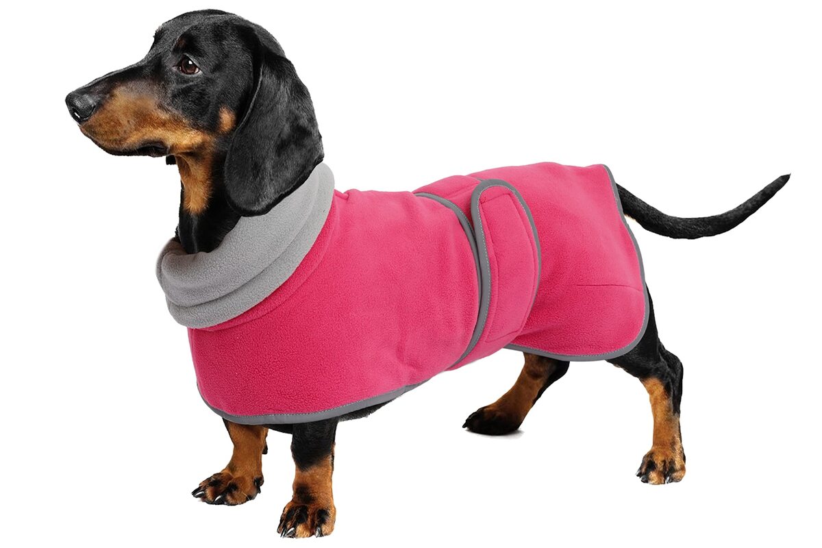 Facts About Mini Dachshund Jackets